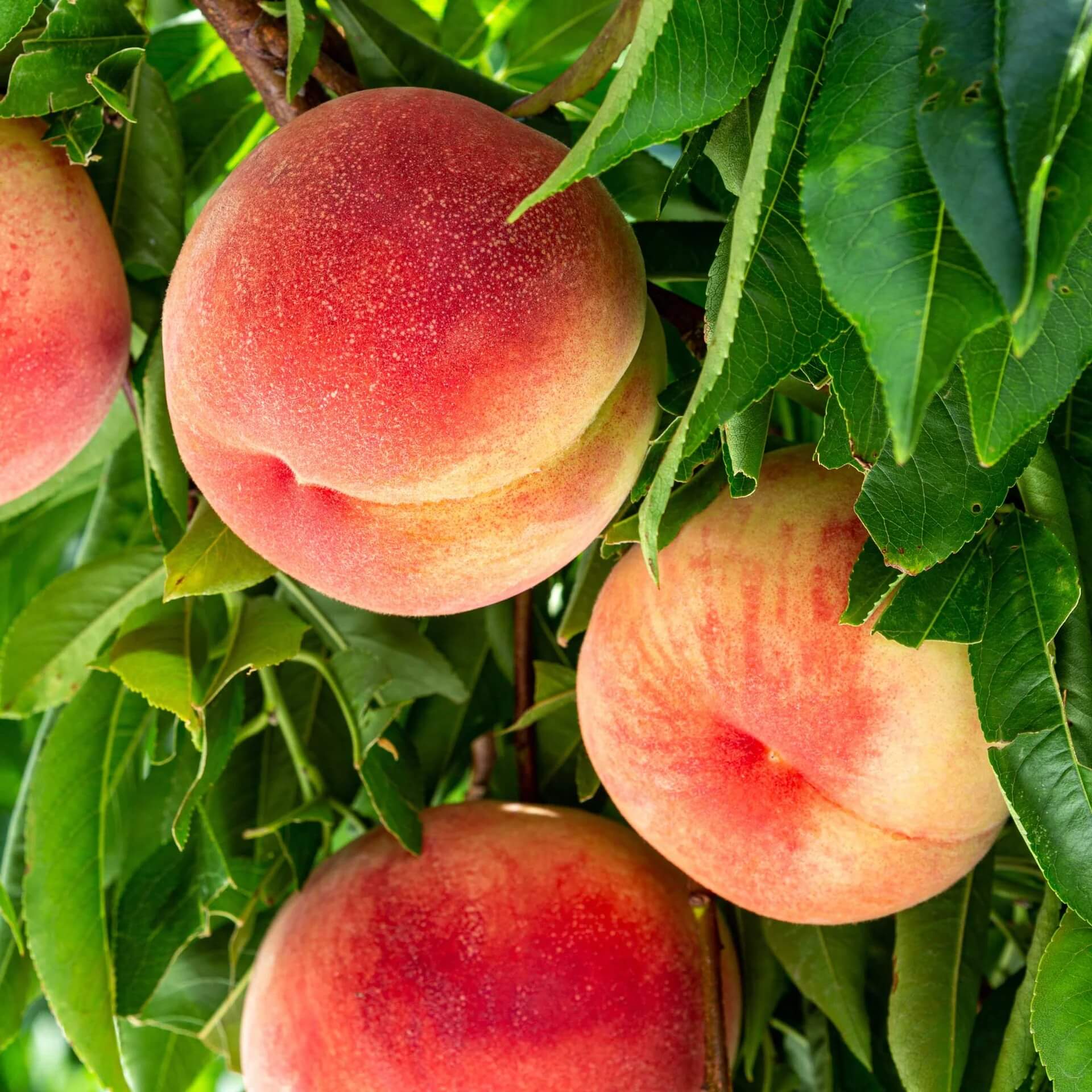 Elberta Peach Seeds