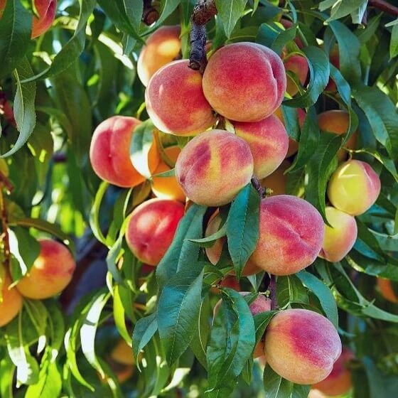 Elberta Peach Seeds