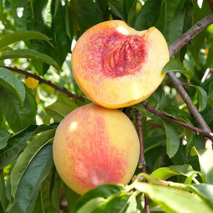Elberta Peach Seeds