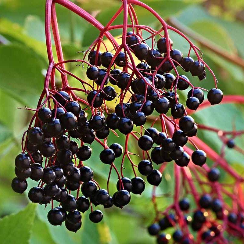 Elderberries Seeds - Fruit Plant for Home Gardens