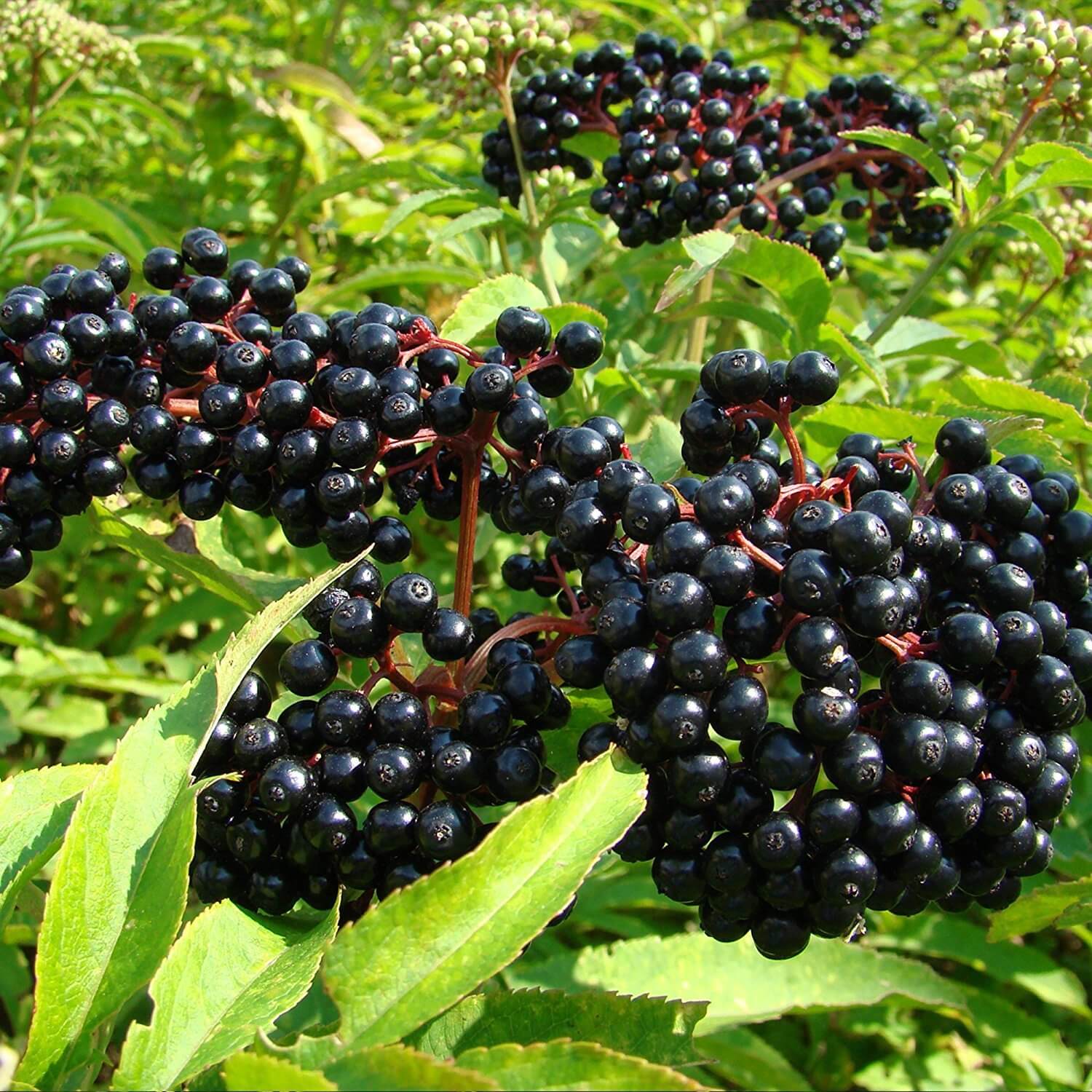 Elderberries Seeds - Fruit Plant for Home Gardens