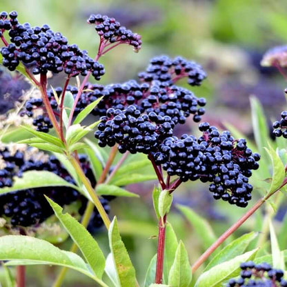 Elderberries Seeds - Fruit Plant for Home Gardens