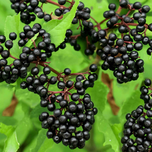 Elderberry Seeds