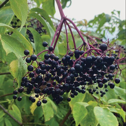 Elderberry Seeds