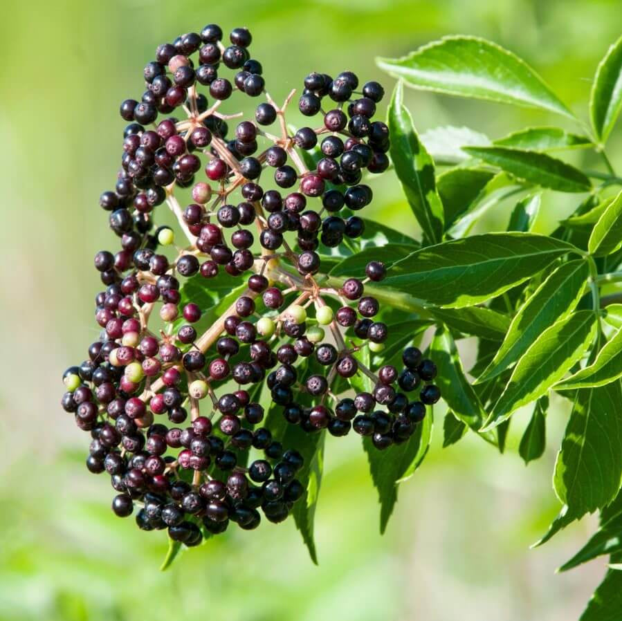 Elderberry Seeds