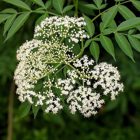 Elderflower Seeds - Herbal Plant
