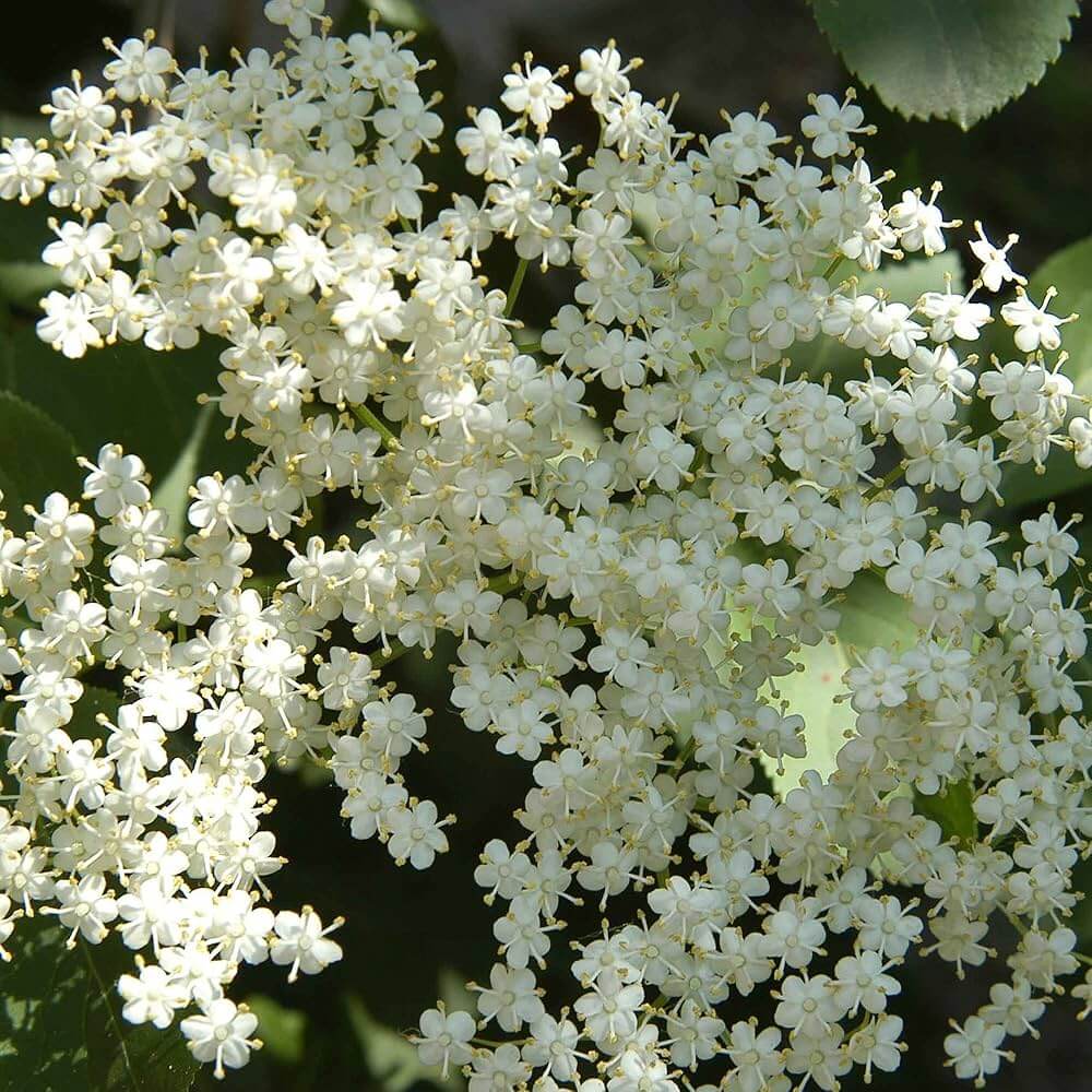 Elderflower Seeds - Herbal Plant