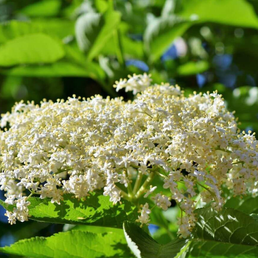 Elderflower Seeds - Herbal Plant