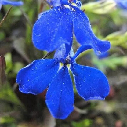 Electric Blue Lobelia Erinus Seeds 