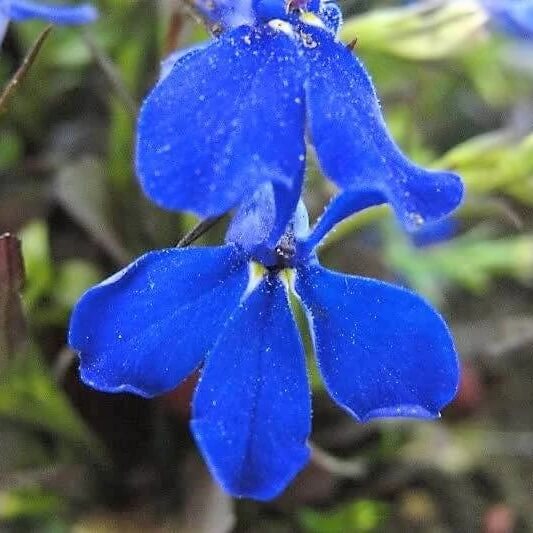 Electric Blue Lobelia Erinus Seeds 