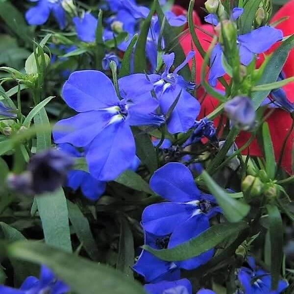 Electric Blue Lobelia Erinus Seeds 