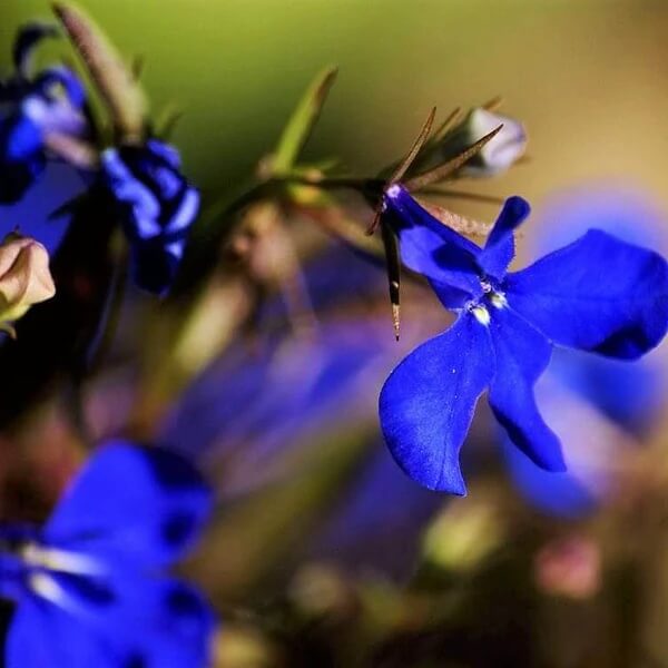 Electric Blue Lobelia Erinus Seeds 