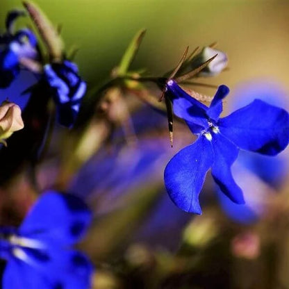 Electric Blue Lobelia Erinus Seeds 