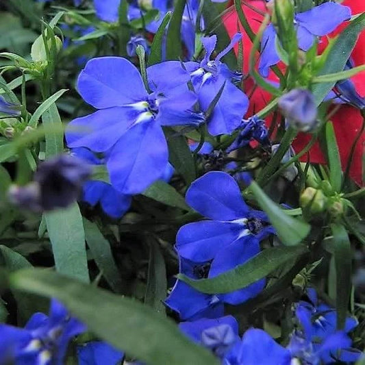 Electric Blue Monsoon Lobelia Seeds 