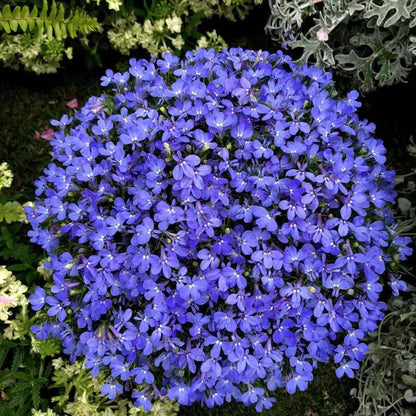 Electric Blue Monsoon Lobelia Seeds 