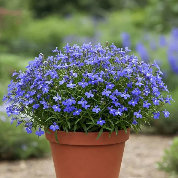 Electric Blue Monsoon Lobelia Seeds 
