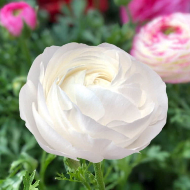 Elegance Bianco Ranunculus Seeds - Heirloom Vegetable Plant for Home Gardens