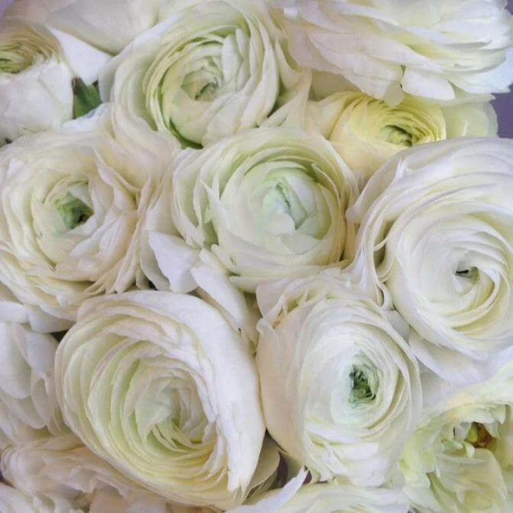 Elegance Bianco Ranunculus Seeds - Heirloom Vegetable Plant for Home Gardens