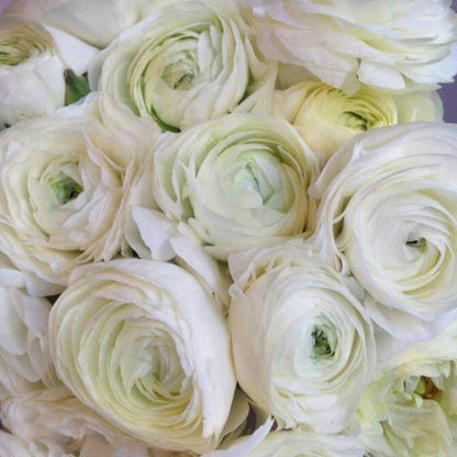 Elegance Bianco Ranunculus Seeds - Heirloom Vegetable Plant for Home Gardens