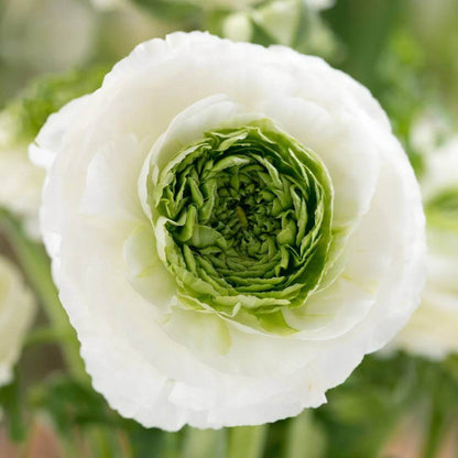 Elegance Bianco Ranunculus Seeds - Heirloom Vegetable Plant for Home Gardens