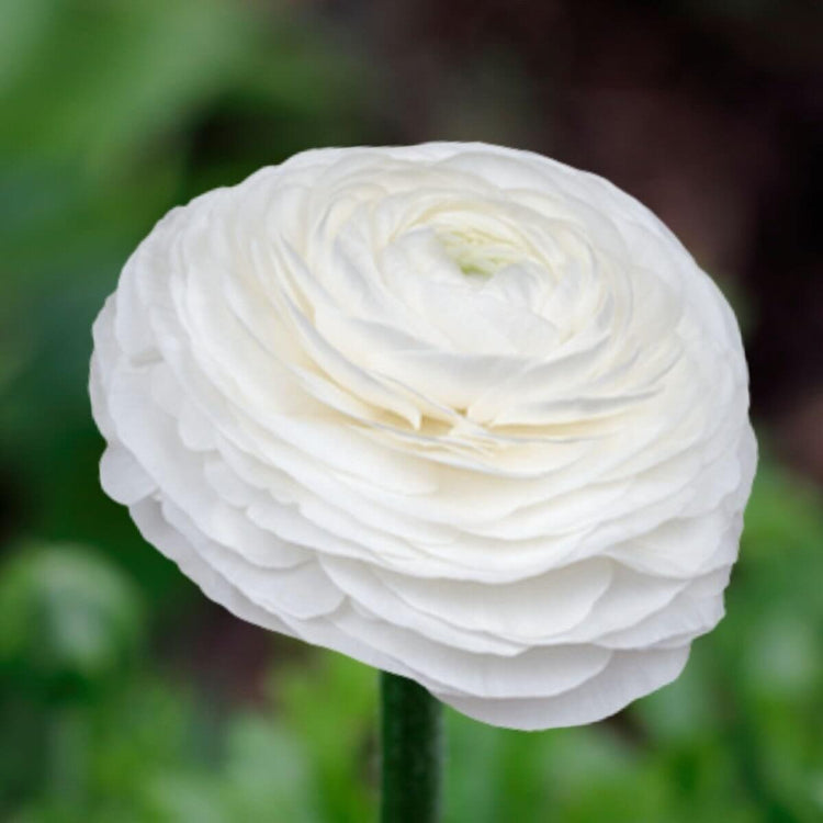 Elegance Bianco Ranunculus Seeds - Heirloom Vegetable Plant for Home Gardens
