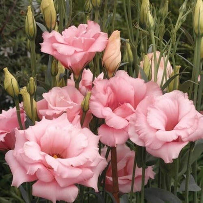 Elegant Lisianthus Seeds