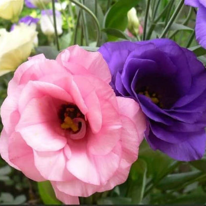 Elegant Lisianthus Seeds