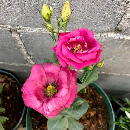 Elegant Lisianthus Seeds
