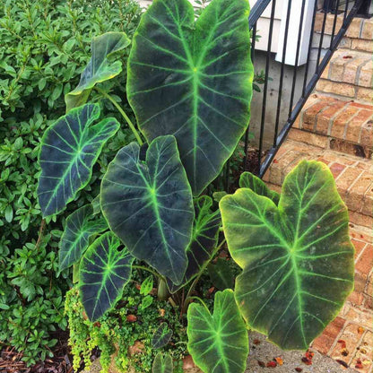 Elephant Ear Seeds - Tropical Plant Seeds for Home Gardens