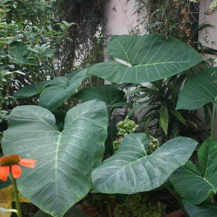 Elephant Ear Seeds - Tropical Plant Seeds for Home Gardens