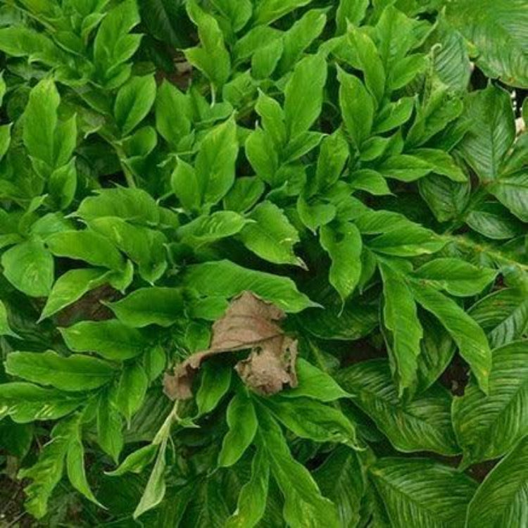 Elephant Foot Yam Seeds - Heirloom Vegetable Plant for Home Gardens