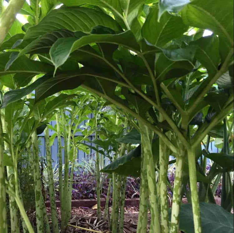 Elephant Foot Yam Seeds - Heirloom Vegetable Plant for Home Gardens