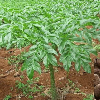 Elephant Foot Yam Seeds - Heirloom Vegetable Plant for Home Gardens