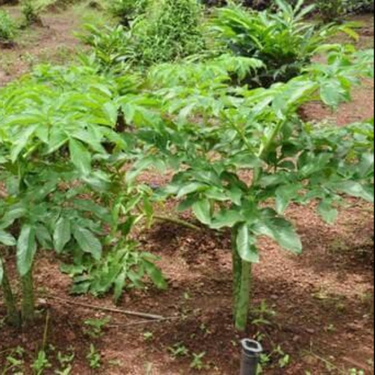 Elephant Foot Yam Seeds - Heirloom Vegetable Plant for Home Gardens