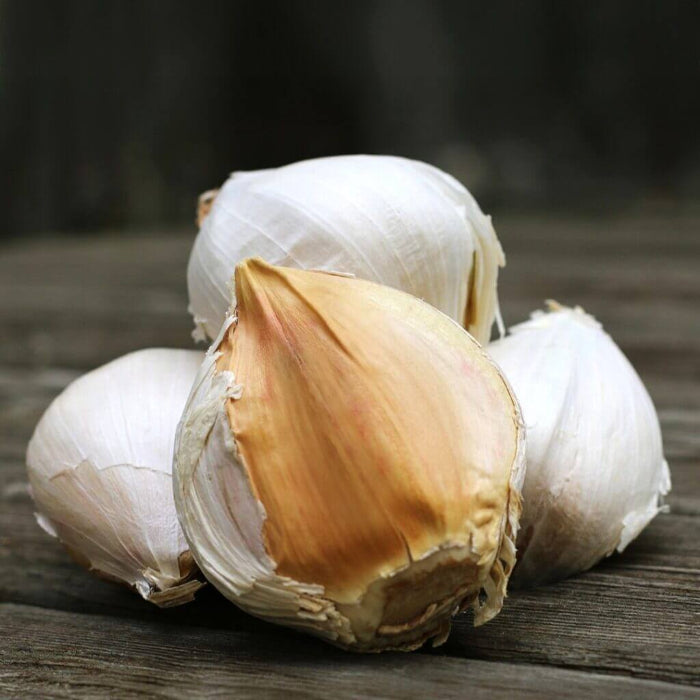 Elephant Garlic Seeds - Vegetable Plant