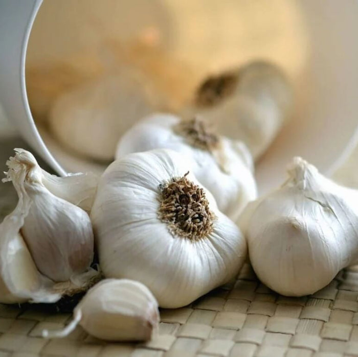 Elephant Garlic Seeds - Vegetable Plant