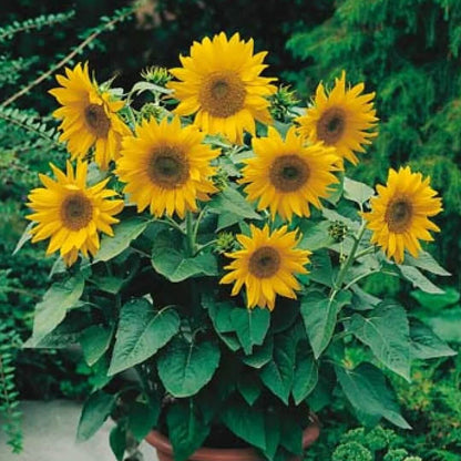 Elf Sunflower Seeds - Flower Plant