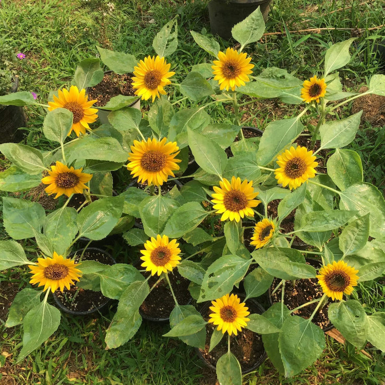 Elf Sunflower Seeds - Flower Plant