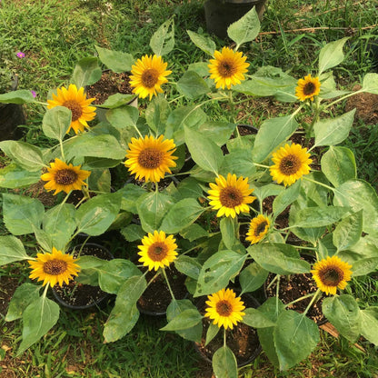 Elf Sunflower Seeds - Flower Plant