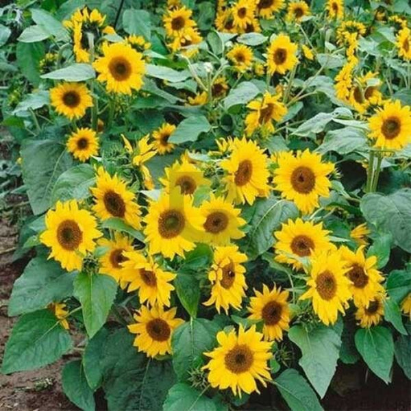 Elf Sunflower Seeds - Flower Plant