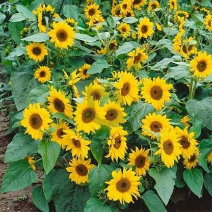 Elf Sunflower Seeds - Flower Plant