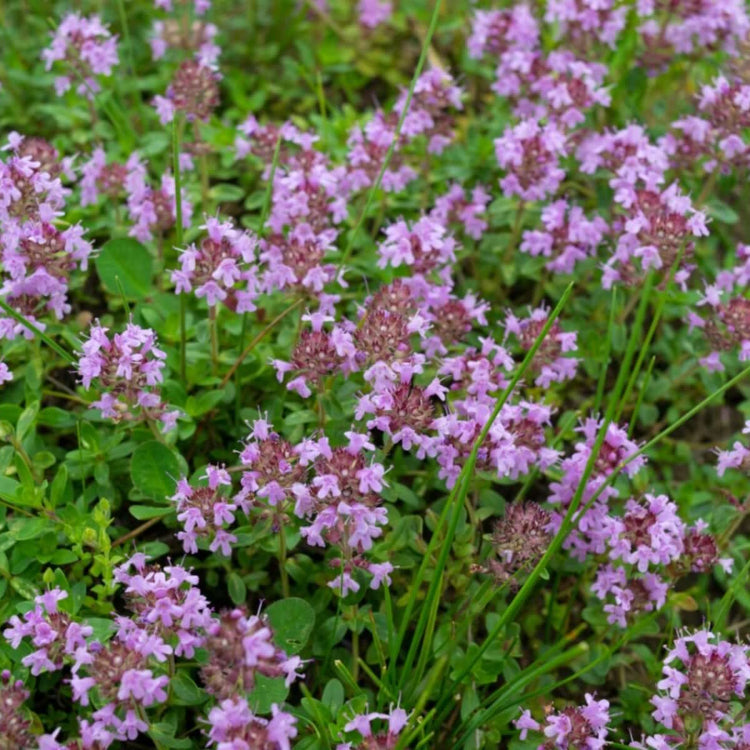 Elfin Creeping Thyme Seeds - Herbal Plant