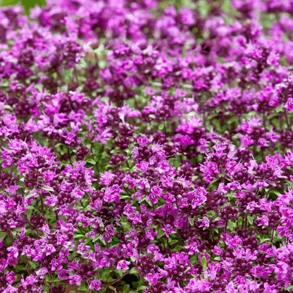Elfin Creeping Thyme Seeds - Herbal Plant