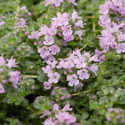 Elfin Creeping Thyme Seeds - Herbal Plant