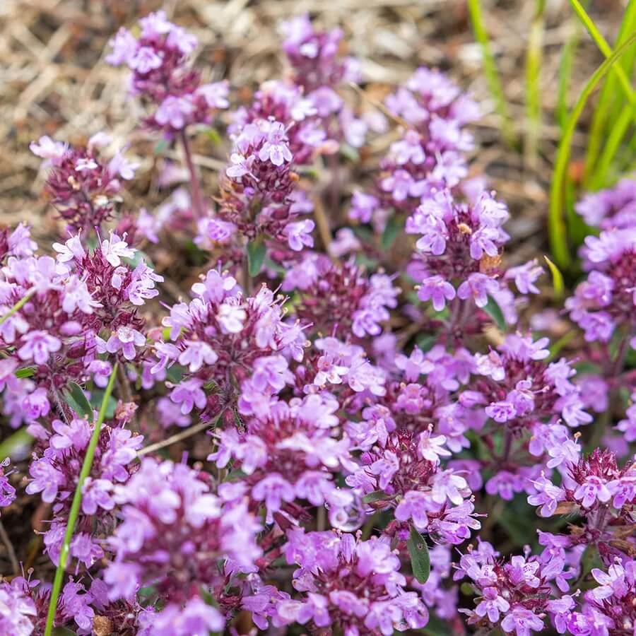 Elfin Thyme Seeds