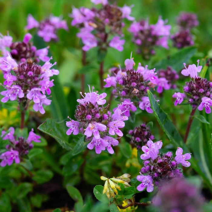 Elfin Thyme Seeds