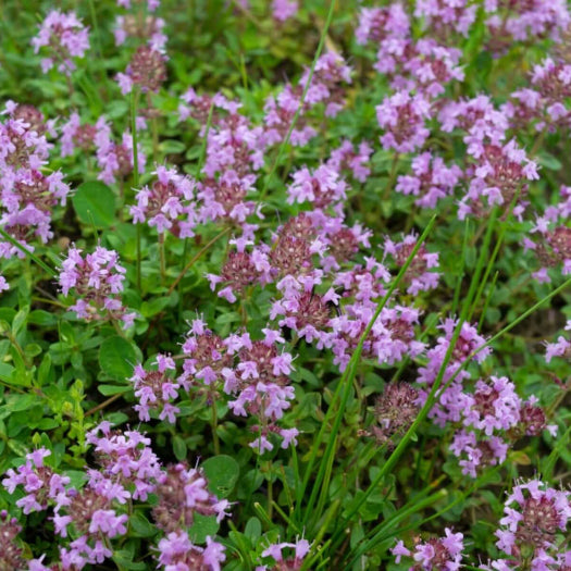 Elfin Thyme Seeds - Herbal Plant