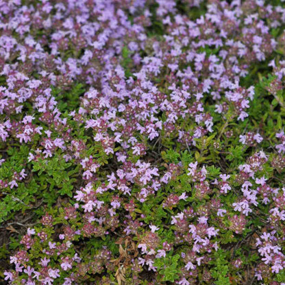 Elfin Thyme Seeds - Herbal Plant