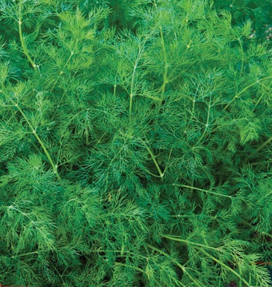 Elm Tree Seeds - Ornamental Tree Plant Seeds for Home Gardens