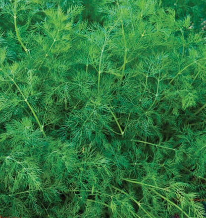Elm Tree Seeds - Ornamental Tree Plant Seeds for Home Gardens